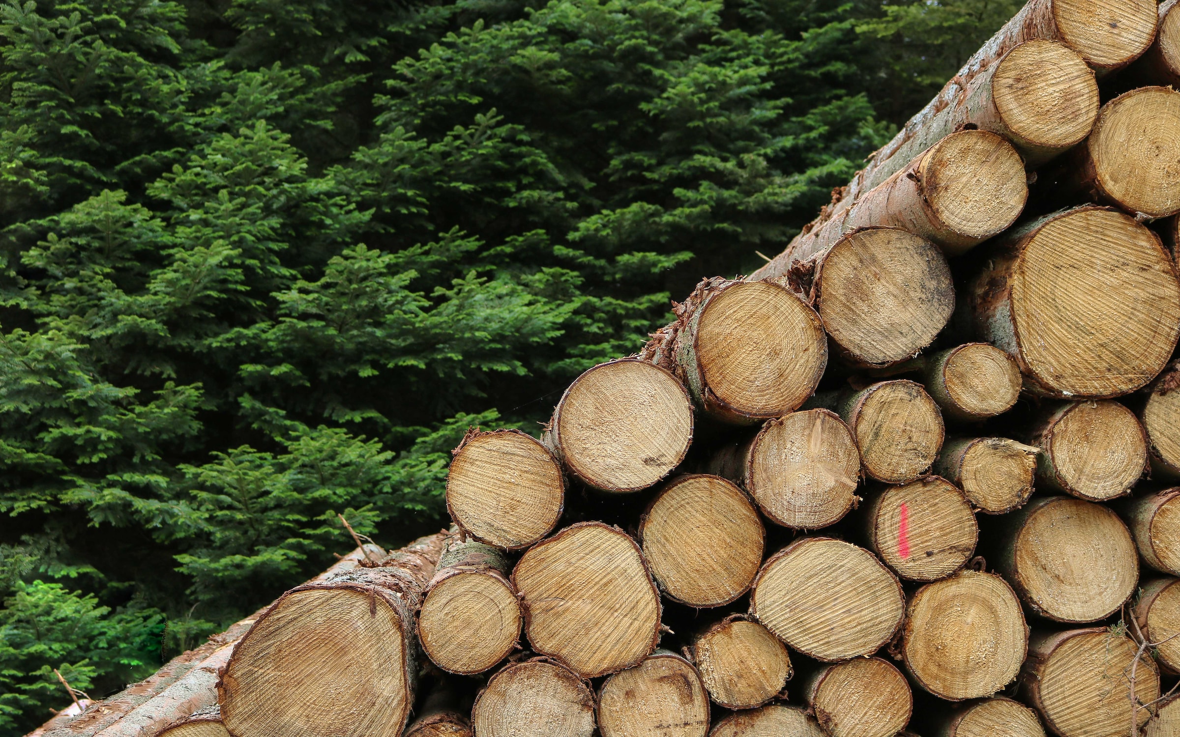 wood logs in forest